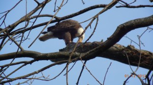Eagle photo from Gary Ludban on Pretty Lake 2