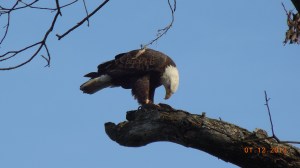 Eagle photo from Gary Ludban on Pretty Lake